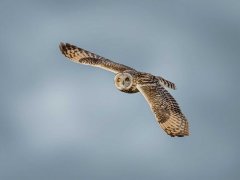Gordon MillsShort Eared Owl in flight-Second.jpg